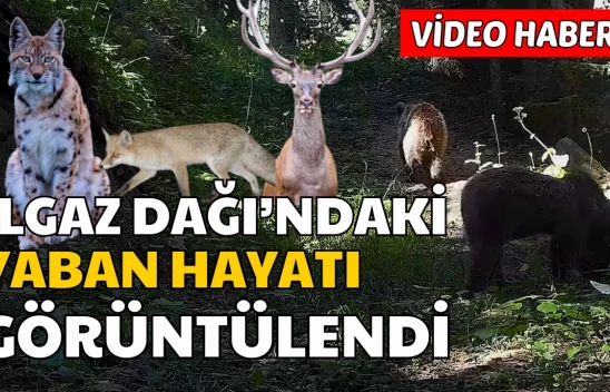 Ilgaz Dağı'ndaki Yaban Hayatı Fotokapanlarla Görüntülendi
