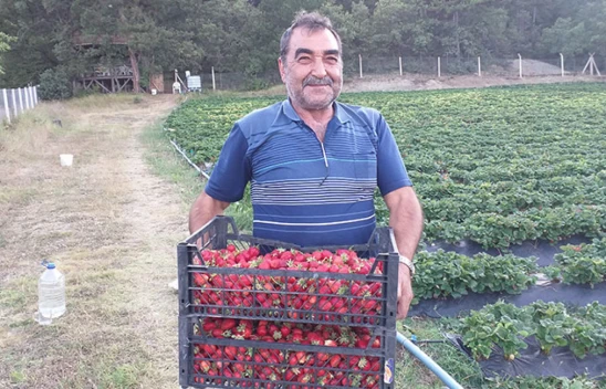 İskilip Çileğinin Ekim Alanı 750 Dekara Yükseldi