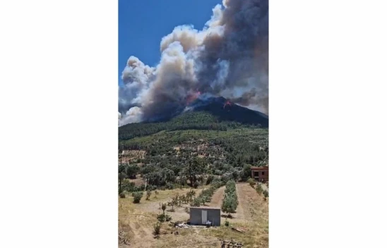 İzmir Menderes'te Orman Yangını
