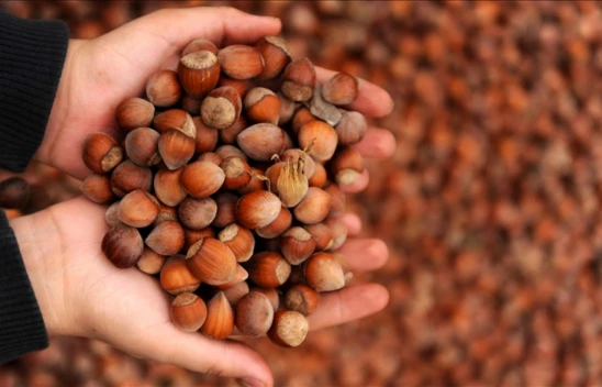 Kabuklu Fındık Alım Fiyatları Belirlendi