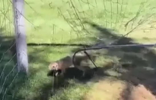 Kalenin Filesine Takılan Tilki Kurtarıldı