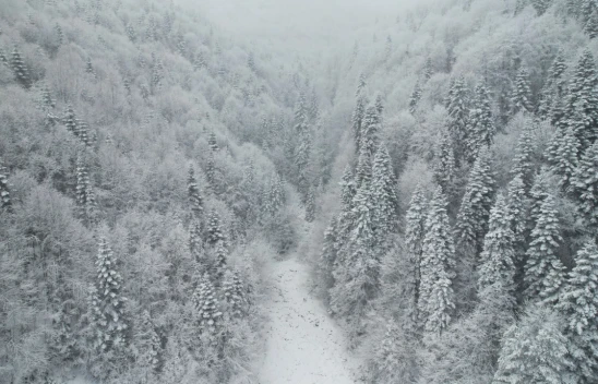 Kar ve Sisle Buluşan Ormanlar Görüntülendi