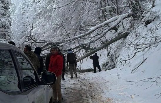 Bolu'da Ağaçlar Devrildi