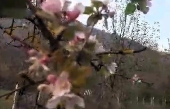 Elma Ağacı Kasım Ayında 2'inci Kez Çiçek Açtı