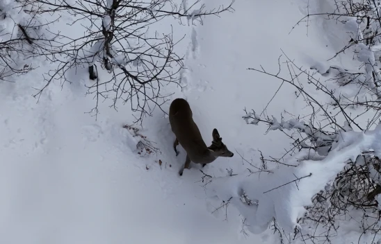 Karacalar Dronla Görüntülendi