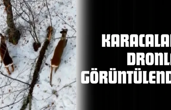 Karacalar Dronla Görüntülendi