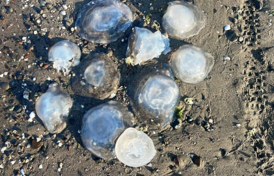 Karadeniz Sahillerinde Yeni Tehlike