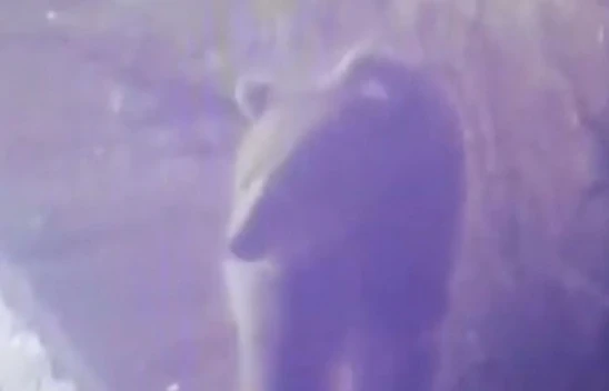 Ayı Karayoluna İndi