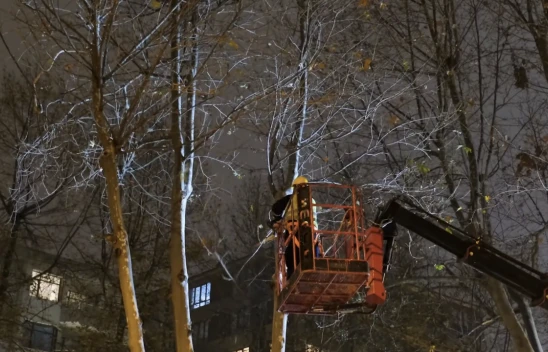 Kastamonu'da Ağaçlarda Bakım Çalışmaları Sürüyor