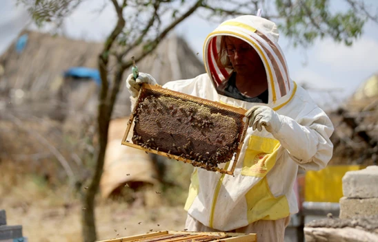 Kastamonu'da Arıcılık Eğitimi Düzenlenecek
