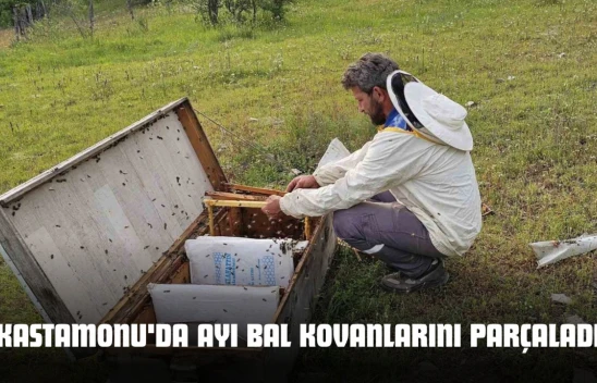 Kastamonu'da Ayı Bal Kovanlarını Parçaladı