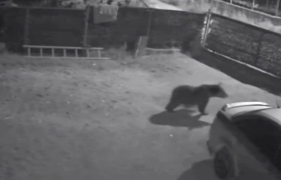 Kastamonu'da Bahçeye Giren Ayı ve Yavrusu Kamerada