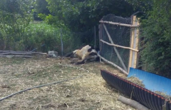 Kastamonu'da Dereden Su İçen Hayvanlar Telef Oldu