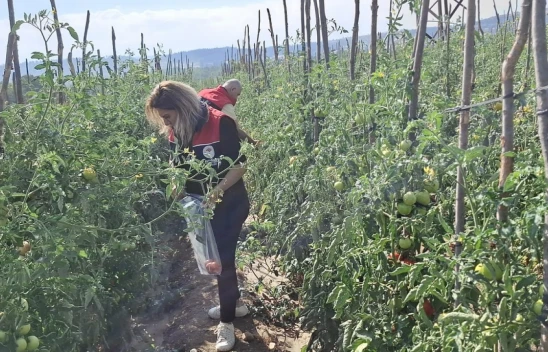 Kastamonu'da Hasat Öncesi Denetim: Numuneler Laboratuvara Gönderildi