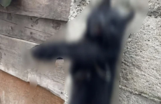 Kastamonu'da Kan Donduran Hayvan Eziyeti!