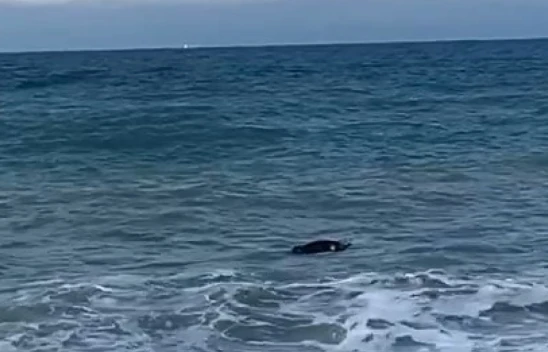 Kıyıya İnek Cesedi Vurdu