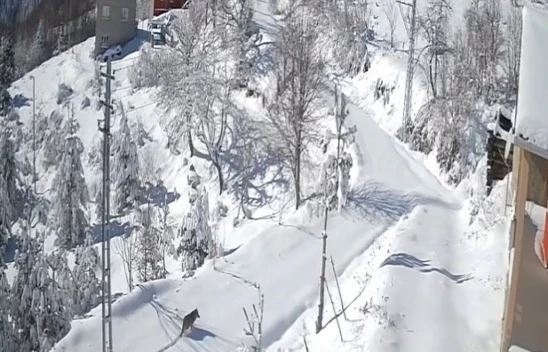 Kurt Gündüz Vakti Köyde Gezintiye Çıktı