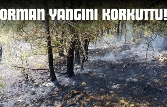 Kastamonu'da Orman Yangını Korkuttu!
