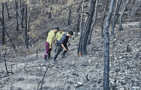 Kastamonu'da Orman Yangını Sonrası Damgalama Çalışmaları Sürüyor