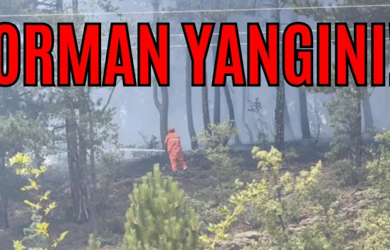 Kastamonu'da Orman Yangını!