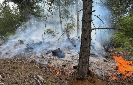 Kastamonu'da Orman Yangını