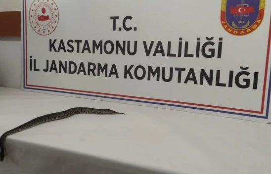 Kastamonu'da Piton Operasyonu