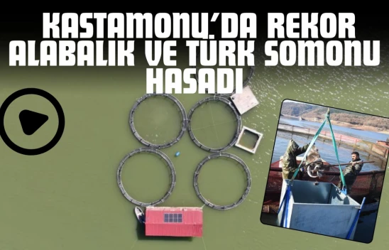 Kastamonu'da Rekor Alabalık ve Türk Somonu Hasadı