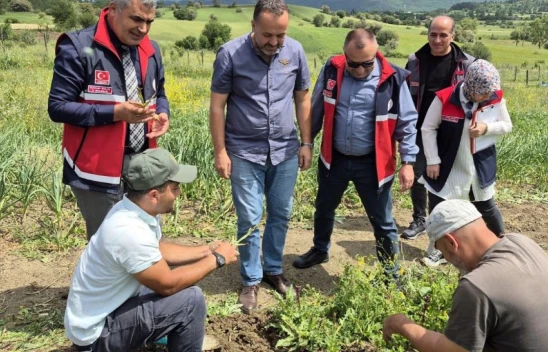 Kastamonu'da Salep Hasadı