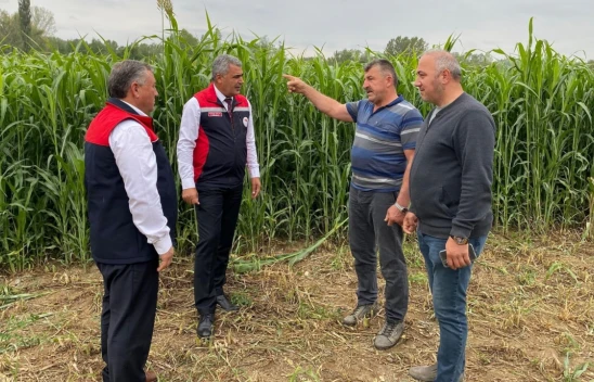 Kastamonu'da Sudan Sorgum Otu Ekili Alanlarda İnceleme