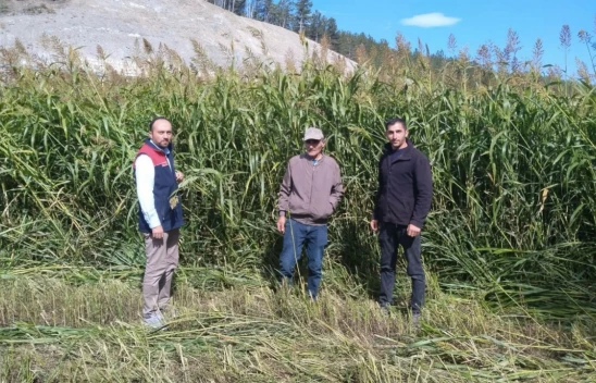 Kastamonu'da Sudan Sorgumu ile Silaj Üretimi Devam Ediyor