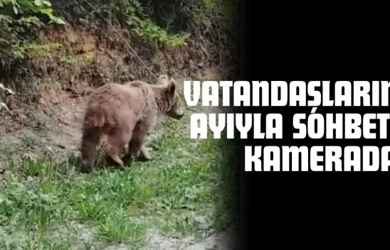 Kastamonu'da Vatandaşların Ayıyla Sohbeti Kamerada
