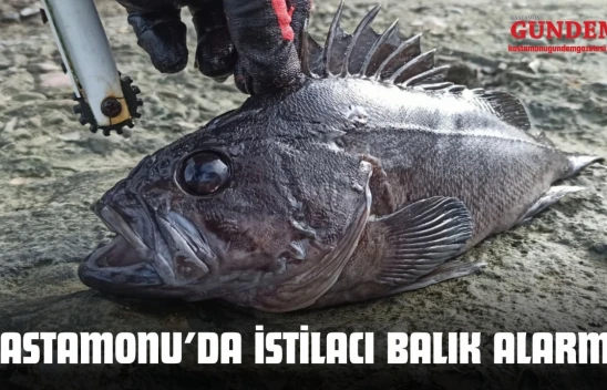 Kastamonu İnebolu Sahillerinde İstilacı Balık Alarmı!