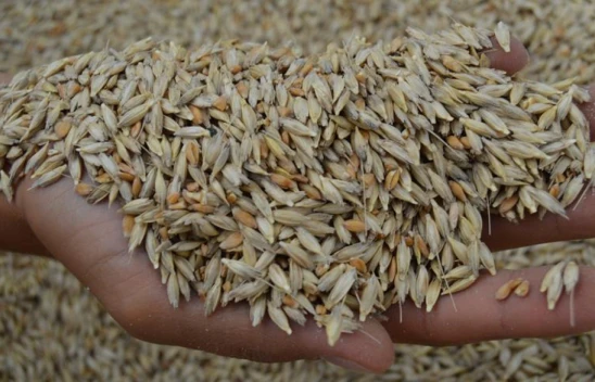 Kastamonu'nun Mirası Siyez Buğdayının Faydaları