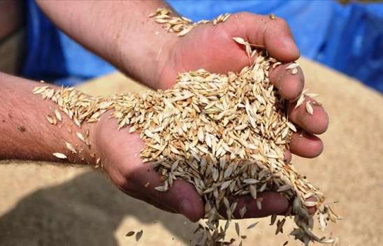Kastamonu'nun Şifa Kaynağı Siyez Buğdayı