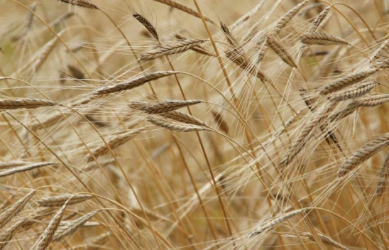 Kastamonu'nun Yaz Şifası: Siyez Buğdayıyla Serinleten Tarifler