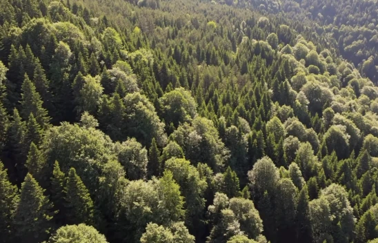 Kastamonu Orman Bölge Müdürlüğü'nden Doğa Çağrısı