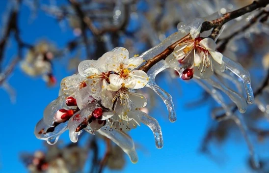 Kastamonu Valiliği'nden 'Don' Uyarısı