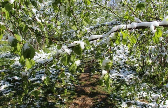 Kastamonu Valiliği'nden Don Uyarısı!