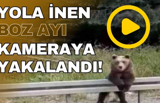 Kastamonulu Aileye Ayı Sürprizi