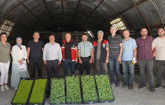 Kastamonulu Çiftçilere Fide Desteği