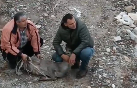 Karaca İçin Seferber Oldular