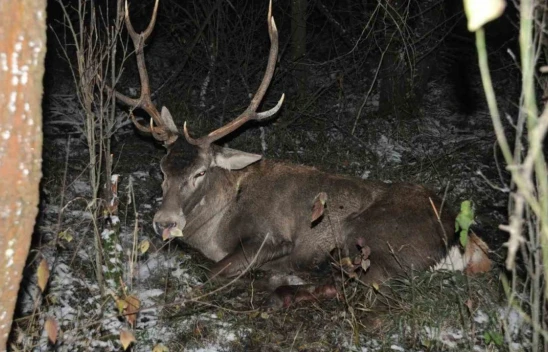 Ölen Kızıl Geyik Sergilenecek