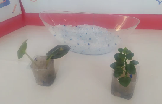 Kedi Kumunun Bitkilere Faydasını İspatladılar