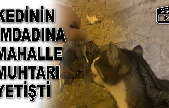Kedinin İmdadına Mahalle Muhtarı Yetişti