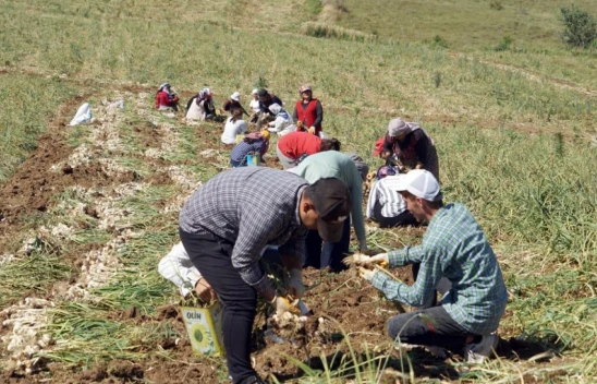Kene vakalarında artış!