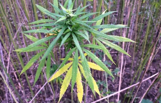 Kenevir ekim alanının artması bekleniyor