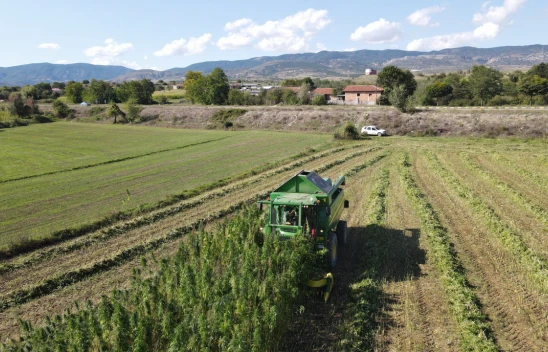 Kenevir Hasadı Başladı