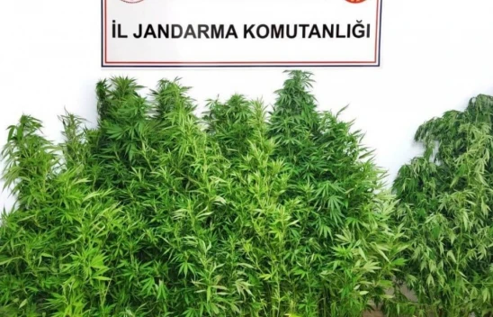 Kenevir Operasyonunda 1 Tutuklama