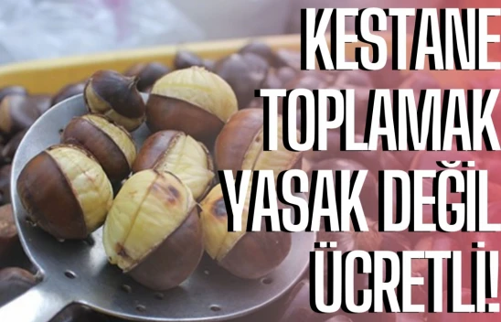 Kestane toplamak ücretli!