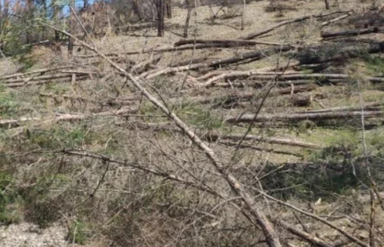 Kestiği Ağaç Üzerine Devrildi!